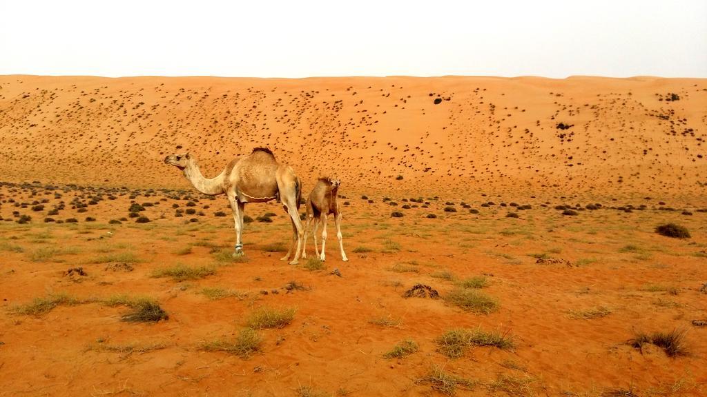 Silent Dunes Camp Hawiyah Экстерьер фото